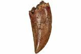 Serrated, Raptor Tooth - Real Dinosaur Tooth #216528-1